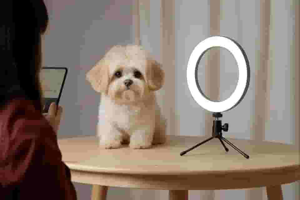 Ring Light LED 6 Polegadas com Tripé e Suporte para Celular – Iluminador de Mesa para Vídeos, Fotos, Lives e Maquiagem