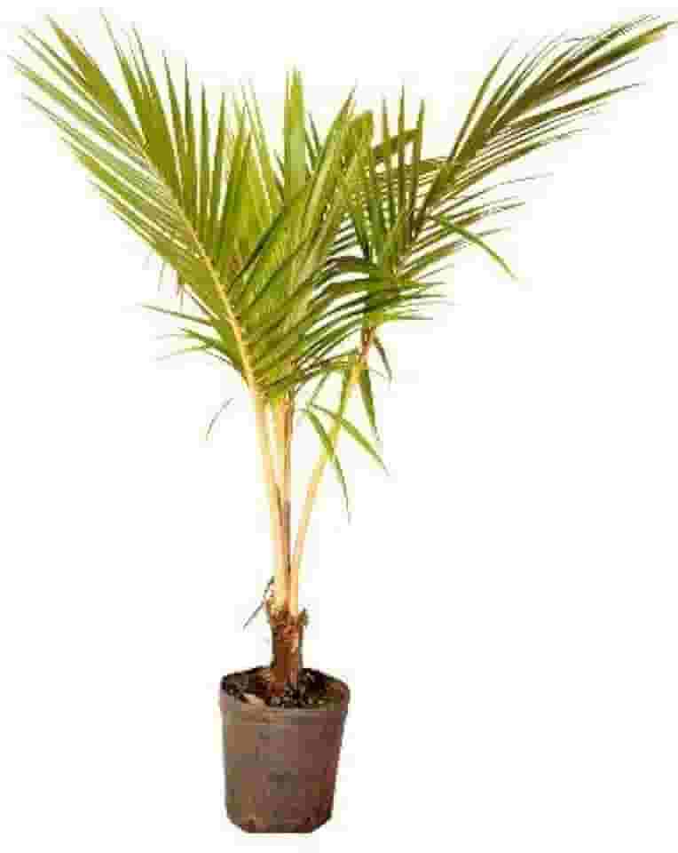 Muda de Coco Amarelo (Cocos nucifera) 50 a 80cm AMK | Frutífera Tropical, Produção Precoce e Fácil Cultivo
