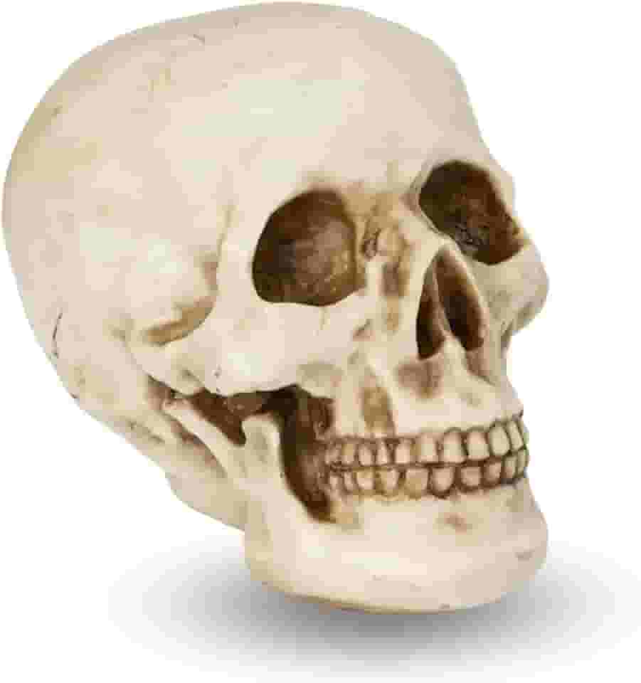 Caveira Crânio Tamanho Real Grande Esqueleto Decorativo em Resina, Anatomia Humana, Cabeça Osso Decoração Halloween Realista - La Nacasa