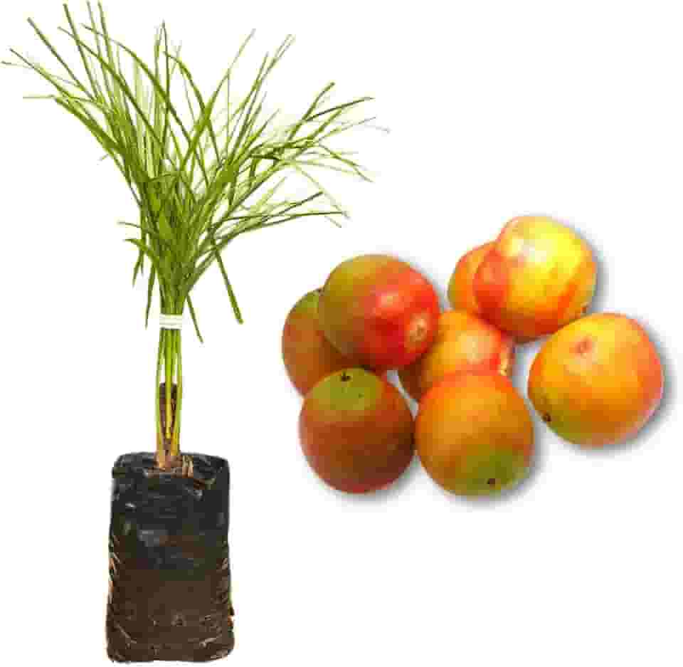 Muda de Butiá - Rápida Produção - Produz em Vasos