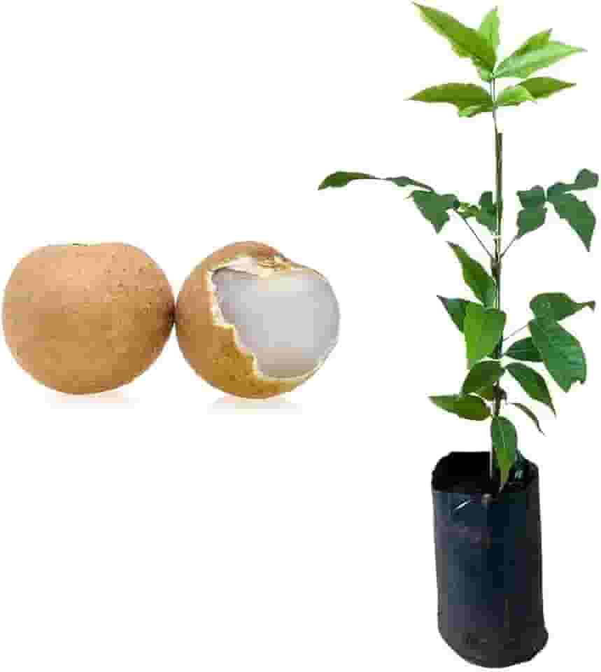 Muda de Pitomba (Talisia esculenta) Altura de 20 a 40cm – planta frutífera nativa, ideal para vasos ou solo, frutos saborosos e nutritivos, perfeita para pomares, quintais e reflorestamento