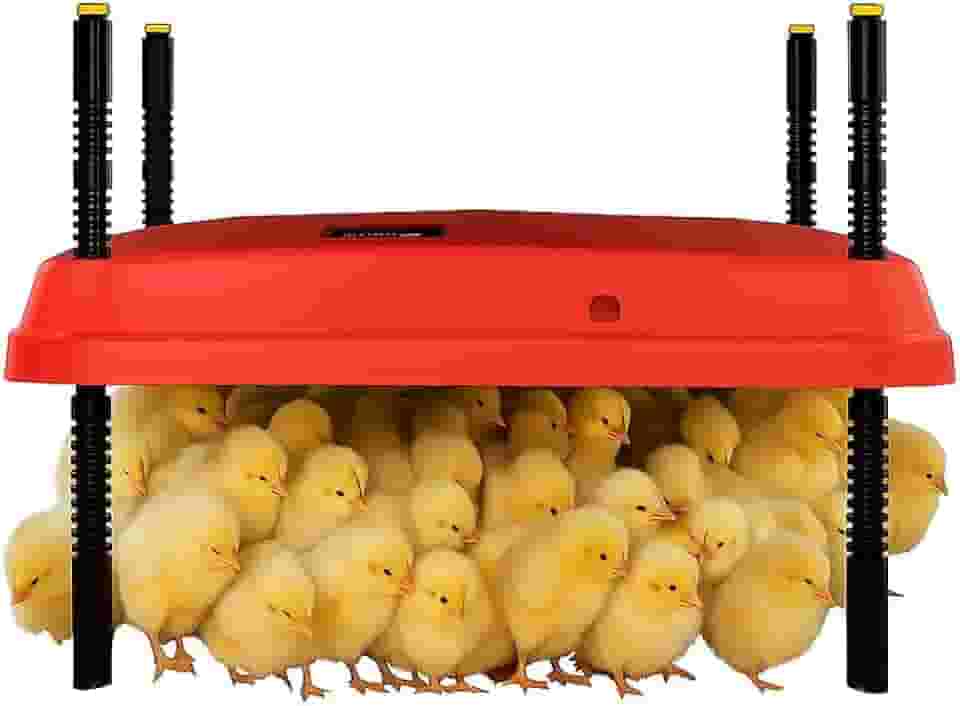 Chocadeira ajustável de 40 x 40 cm para pintinhos, proporcionando aquecimento constante e eficiente. Seguro, economiza energia, fácil de montar e limpar. Perfeito para chocar frangos