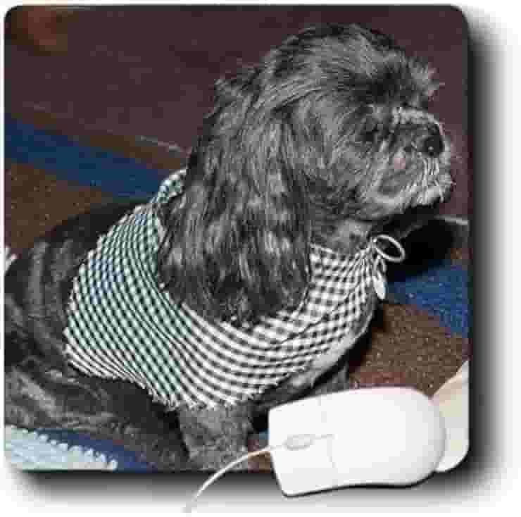 3Drose Mouse pad de 20 x 20 x 0,65 cm com vista lateral de um cão de estimação ShiproductTitle) com orelhas longas e bonitas e cabelo curto usando um cachecol (mp_54881_1)
