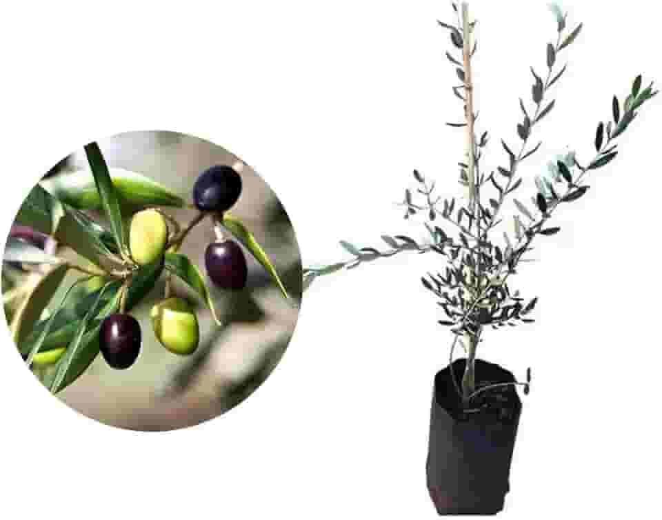 Muda de Oliveira (Olea europaea) Altura de 20 a 40cm – planta frutífera mediterrânea, ideal para vasos ou solo, produção de azeitonas, paisagismo elegante, cultivo doméstico e ornamental