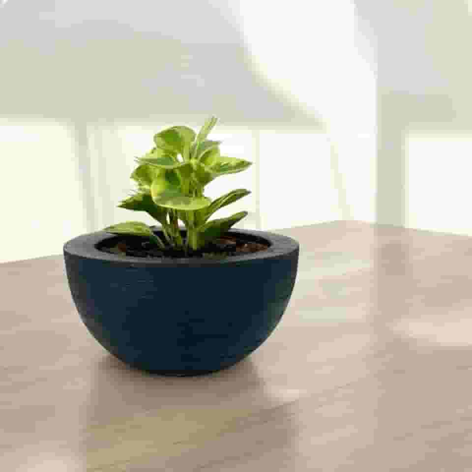 Vaso Decorativo Cuia Bacia Polietileno Suculenta Cactos 26cm (PRETO)