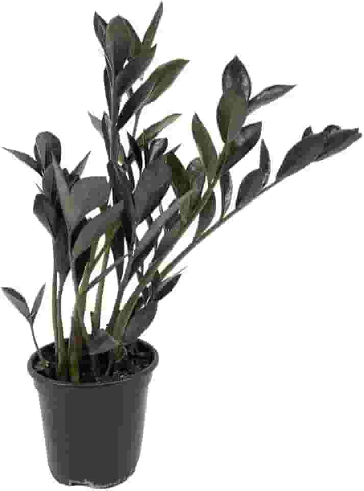 Mini Zamioculca Black Dowon Planta Rara Exótica Com Vaso Decoração Para Interiores