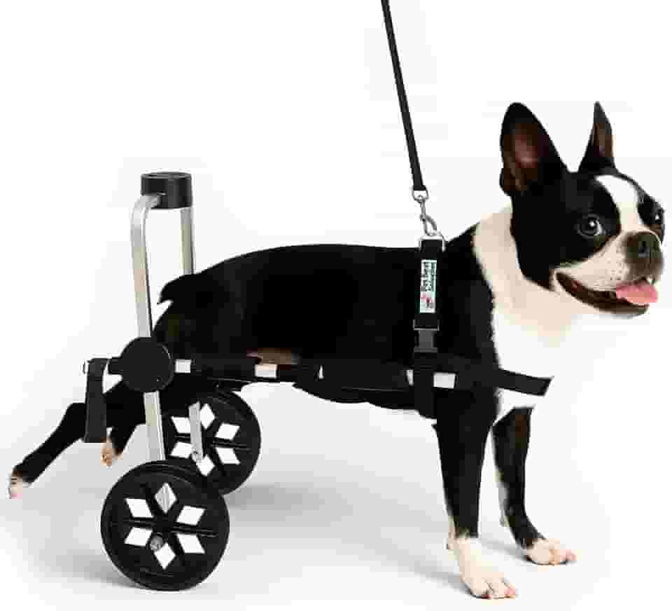 Cadeira de Rodas Para Cachorro Tamanho M Médio Anti Tombamento Pet Best Soluções