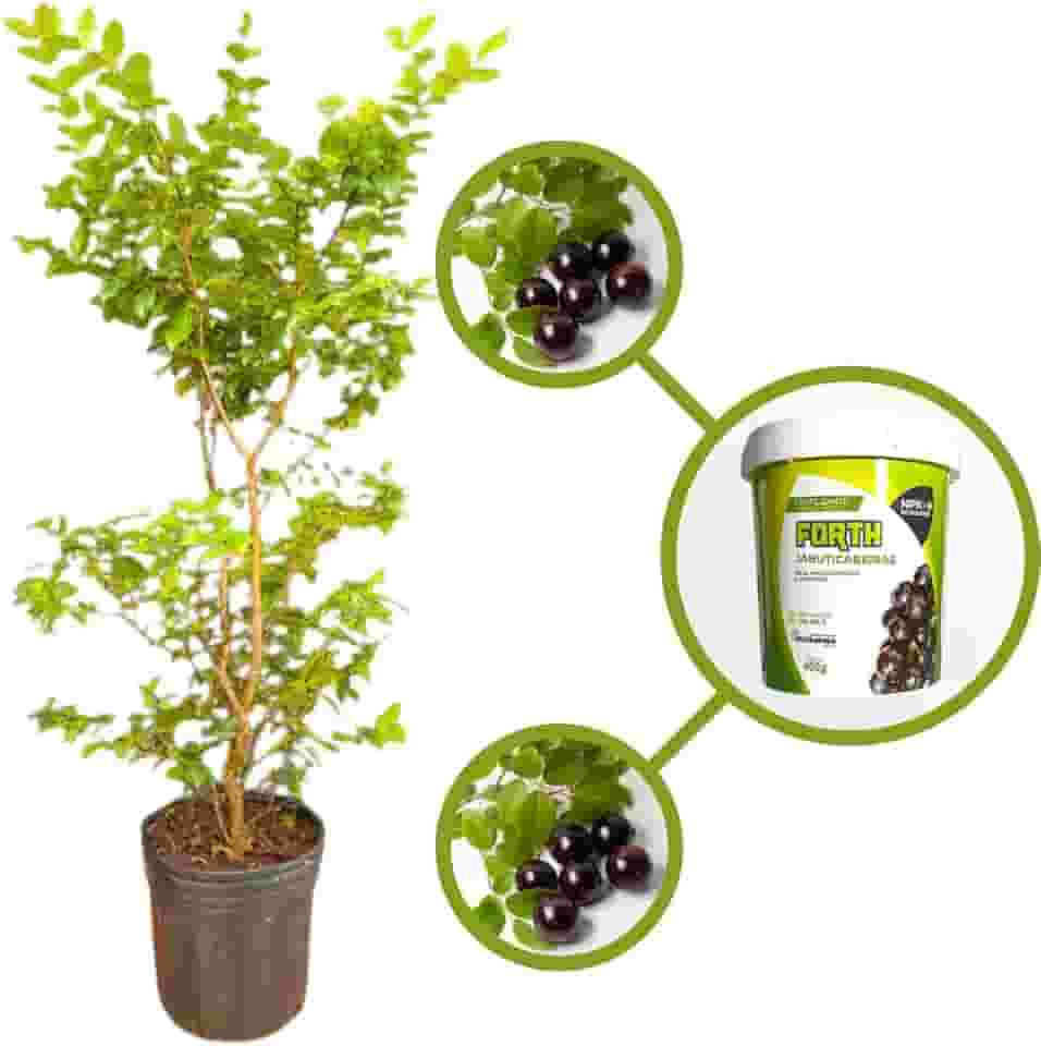 Muda de Jabuticaba Híbrida em Vaso, Árvore Frutífera Produtiva com Adubo para Plantio