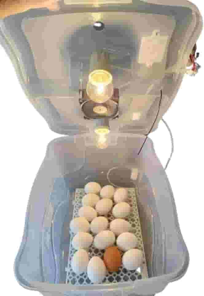 Chocadeira Com Controle De Temperatura Automático Capacidade 30 Ovos De Galinha Ou 90 De Codorna