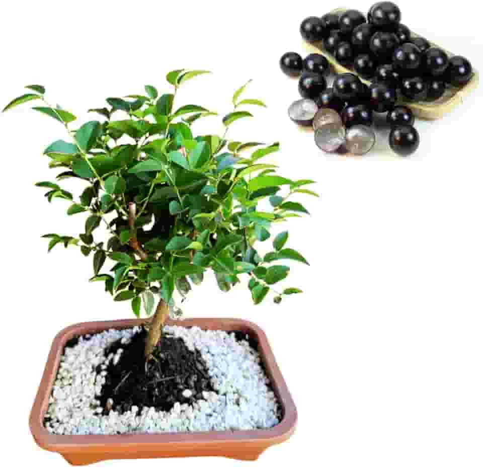Bonsai de Jabuticaba Natural, Produção Rápida, Árvore Frutífera