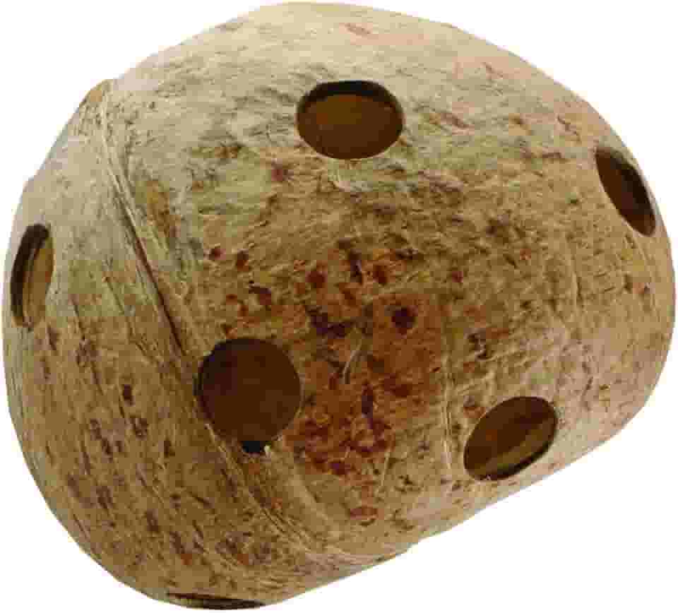 Living World Narguilés Nature's Treasure médio e grande, coco