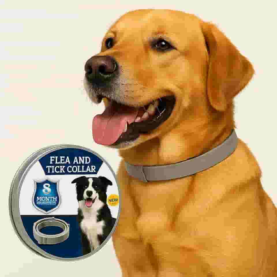 Coleira Antipulgas Natural para Cães 63cm Cinza – Proteção de até 8 Meses + Lata de Alumínio – Óleos Essenciais - Coleira Antipulgas e Carrapatos para Cachorro