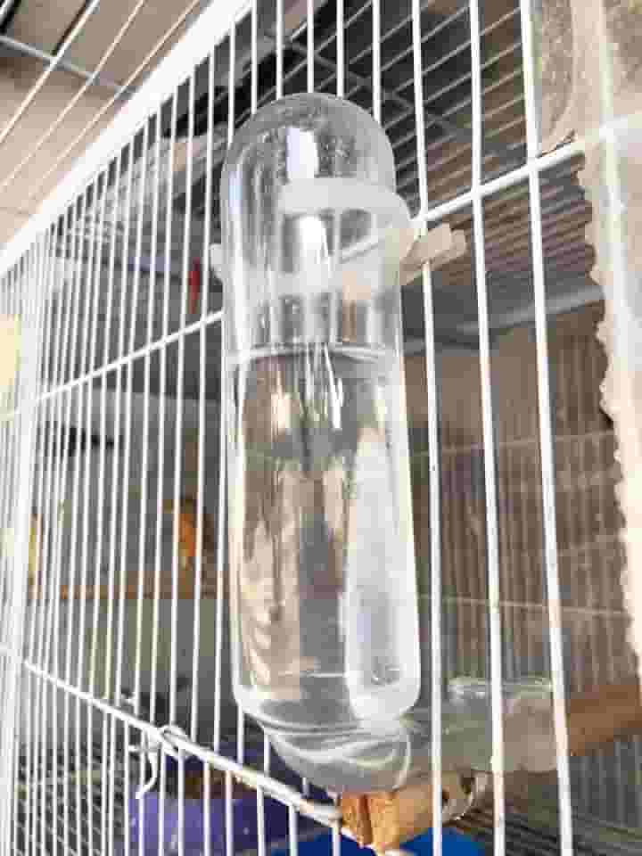 Dal Acessórios de Vidro - Kit 03 Bebedouros de Vidro com Bocal Reforçado para Calopsitas e Periquitos (40 ml)