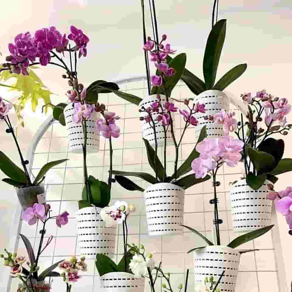 RISEON Vasos de orquídea de plástico com furos - Vaso de orquídea decorativo para orquídeas pequenas para orquídeas de Dendrobium Oncidium Cattleya para ambientes internos e externos (branco)