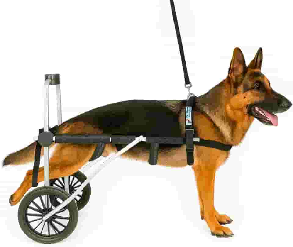 Cadeira de Rodas para Cachorro de Grande Porte Tamanho XG Pet Best Soluções