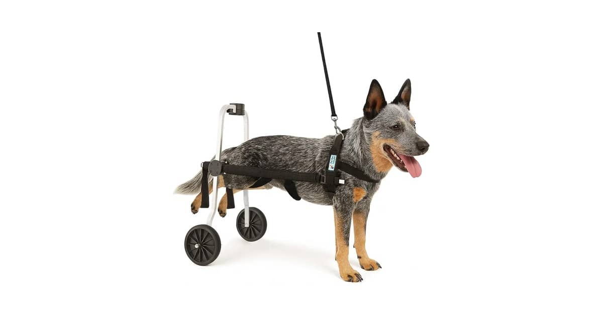Melhor Cadeira de Rodas para Cachorro: Guia para Mobilidade
