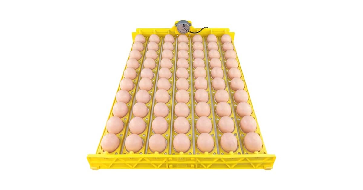 Melhor Chocadeira para Ovos: Guia Essencial
