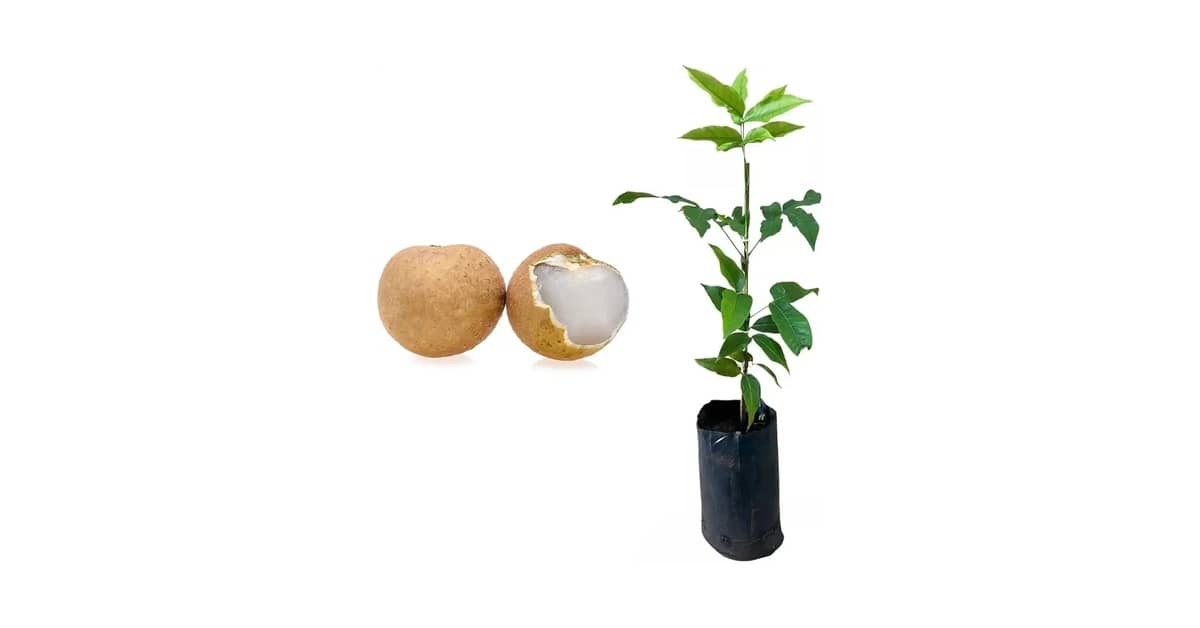 Melhor Frutifera para Vaso: Guia Completo e Produtivo
