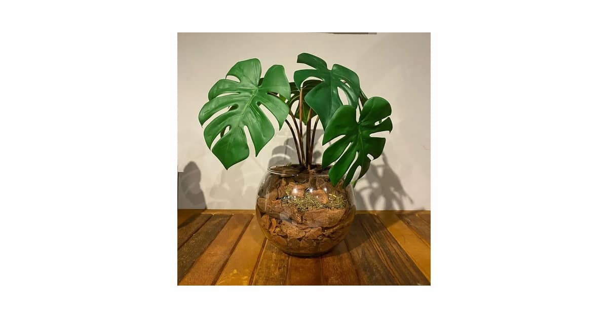 Melhor Planta para Mesa de Jantar: Elegância Duradoura