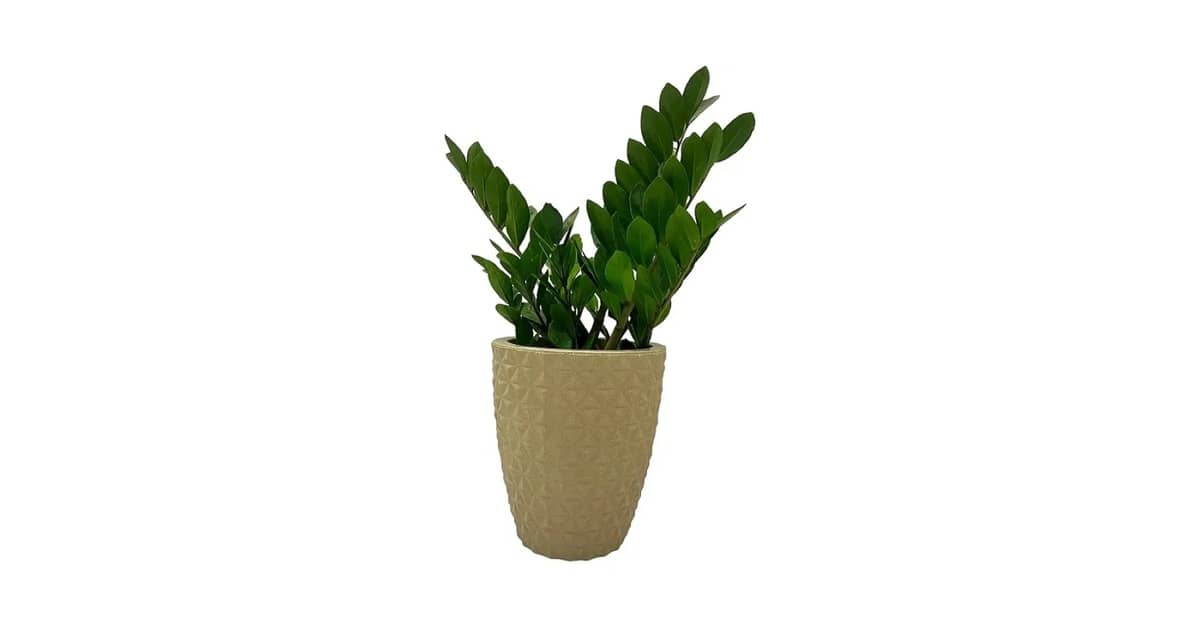 Melhor Vaso Para Zamioculca: Guia de 10 Modelos