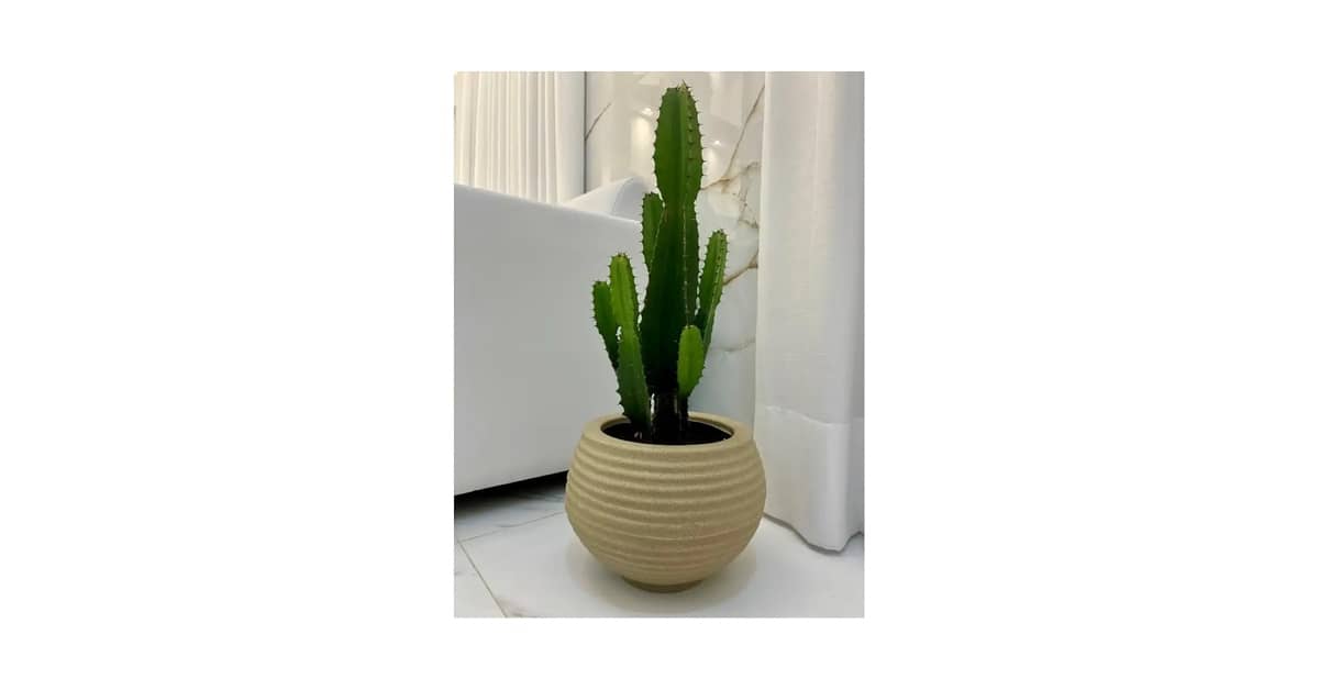 Qual o Melhor Vaso para Colocar Zamioculca: Guia Definitivo