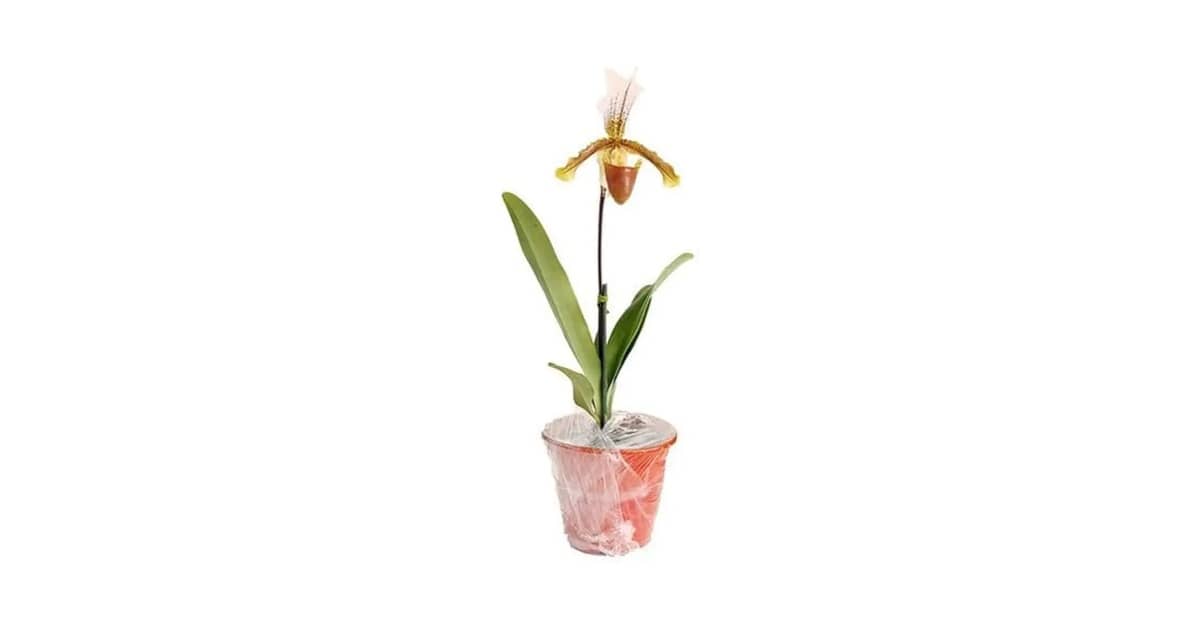 Qual o Melhor Vaso para Orquídea Sapatinho? Guia Essencial