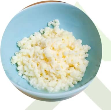 2x Kefir de Leite Bichinho Do Iogurte Mudas De Kefir Em Grãos De Leite Real