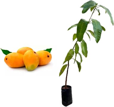 Muda de Manga Coquinho (Mangifera indica) de 20 a 40cm – frutífera p/vaso, solo, precoce, produção intensa, sabor adocicado, fácil cultivo e resistência ao calor