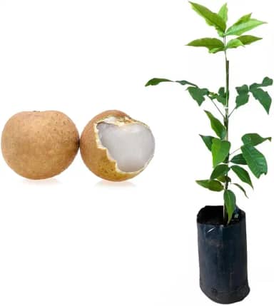 Muda de Pitomba (Talisia esculenta) Altura de 20 a 40cm – planta frutífera nativa, ideal para vasos ou solo, frutos saborosos e nutritivos, perfeita para pomares, quintais e reflorestamento