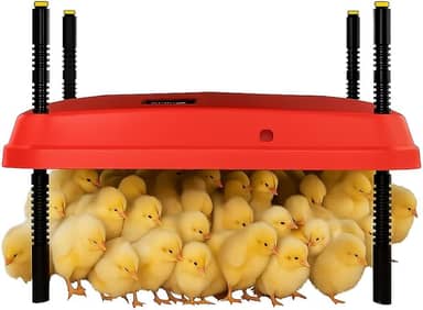 Chocadeira ajustável de 40 x 40 cm para pintinhos, proporcionando aquecimento constante e eficiente. Seguro, economiza energia, fácil de montar e limpar. Perfeito para chocar frangos