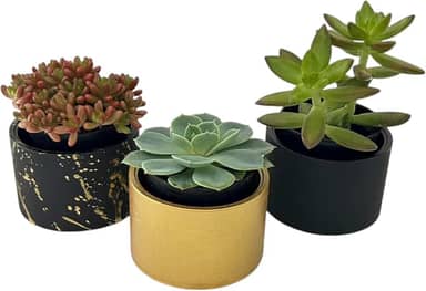 Kit com 3 vasos decorativos para casa em cimento para suculentas e plantas pequenas - 7cm diametro (Preto e dourado)