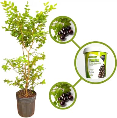 Muda de Jabuticaba Híbrida em Vaso, Árvore Frutífera Produtiva com Adubo para Plantio