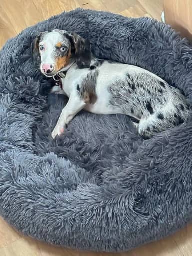 Cama Pet Nuvem Cachorro Gato Dog Caminha 70 Cm Grande Pelucia (CINZA)