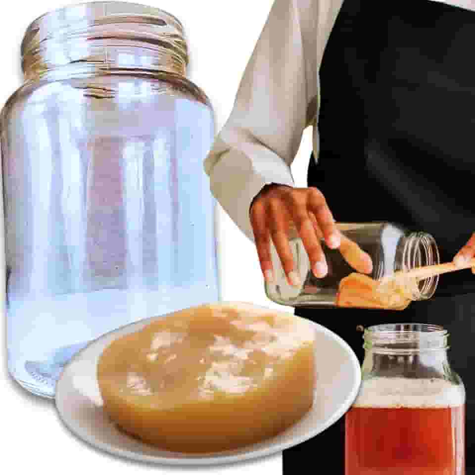 Kombucha Tradicional Scoby Colônia Viva Chá Fermentado Natural + Vidro 500ml com Tampa Original Caseiro Artesanal Probiótico Saudável Detox